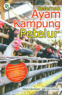 Image of Beternak ayam kampung petelur